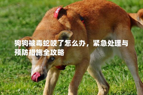 狗狗被毒蛇咬了怎么办，紧急处理与预防措施全攻略