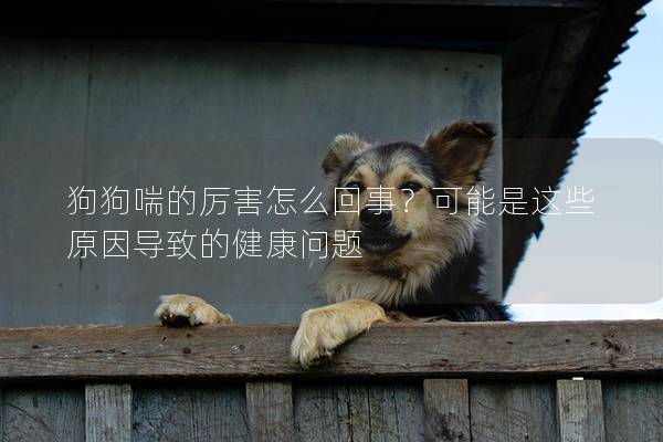 狗狗喘的厉害怎么回事？可能是这些原因导致的健康问题