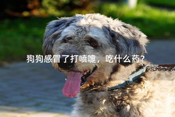 狗狗感冒了打喷嚏,吃什么药? 狗狗感冒了打喷嚏,吃什么药?