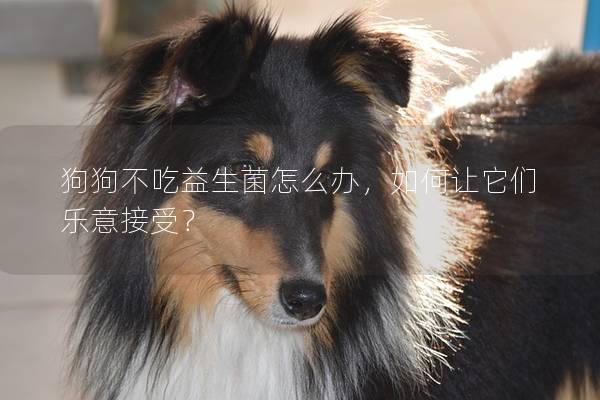狗狗不吃益生菌怎么办，如何让它们乐意接受？