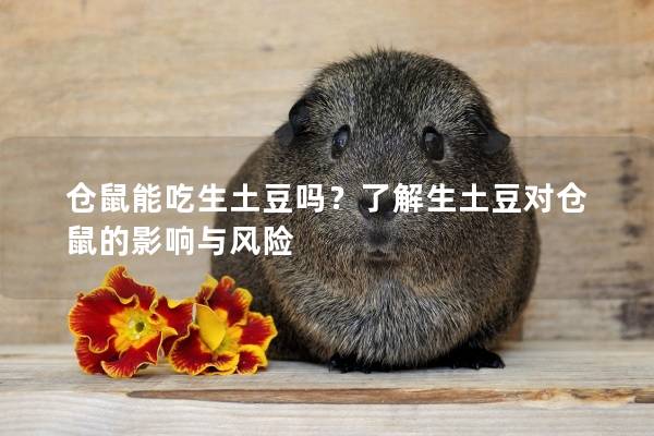 仓鼠能吃生土豆吗？了解生土豆对仓鼠的影响与风险