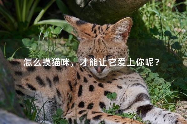 怎么摸猫咪，才能让它爱上你呢？