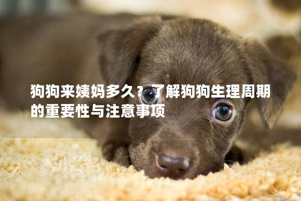 狗狗来姨妈多久？了解狗狗生理周期的重要性与注意事项