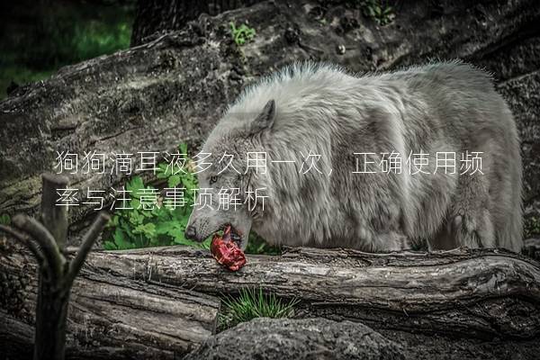 狗狗滴耳液多久用一次，正确使用频率与注意事项解析