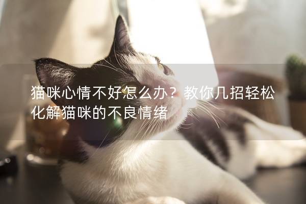 猫咪心情不好怎么办？教你几招轻松化解猫咪的不良情绪