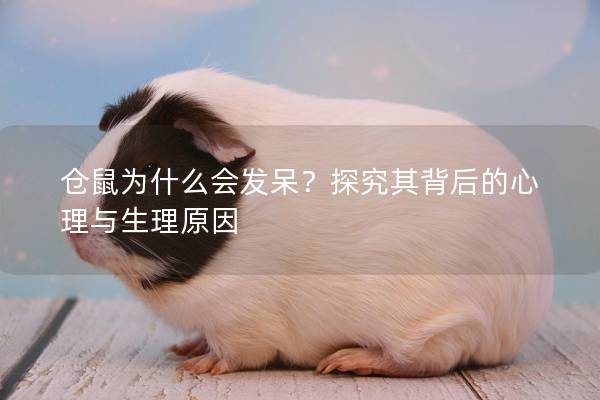 仓鼠为什么会发呆？探究其背后的心理与生理原因