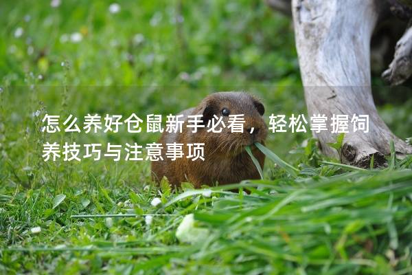 怎么养好仓鼠新手必看，轻松掌握饲养技巧与注意事项
