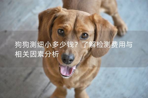 狗狗测细小多少钱？了解检测费用与相关因素分析