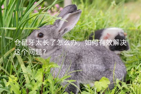 仓鼠牙太长了怎么办，如何有效解决这个问题？