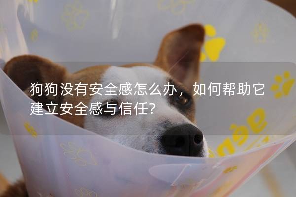 狗狗没有安全感怎么办，如何帮助它建立安全感与信任？