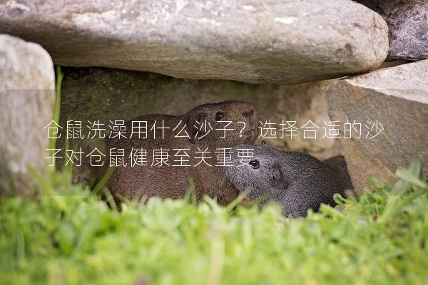 仓鼠洗澡用什么沙子？选择合适的沙子对仓鼠健康至关重要