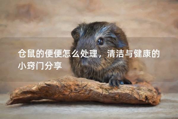 仓鼠的便便怎么处理,清洁与健康的小窍门分享 仓鼠的便便怎么处理,清洁与健康的小窍门分享