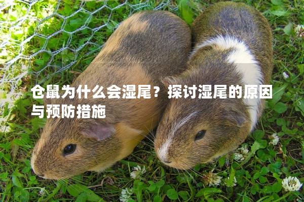 仓鼠为什么会湿尾？探讨湿尾的原因与预防措施
