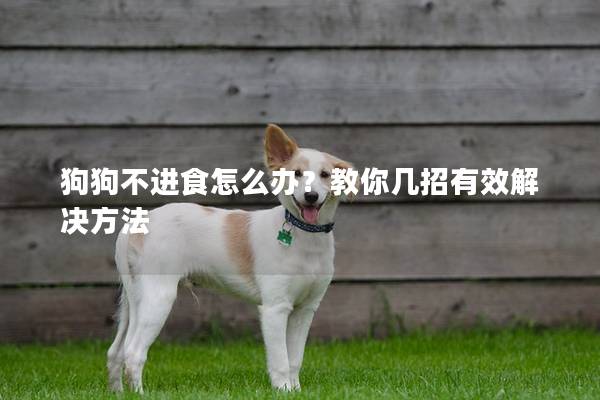 狗狗不进食怎么办？教你几招有效解决方法