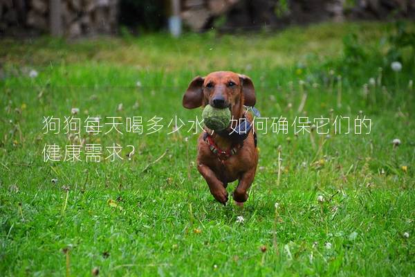 狗狗每天喝多少水，如何确保它们的健康需求？