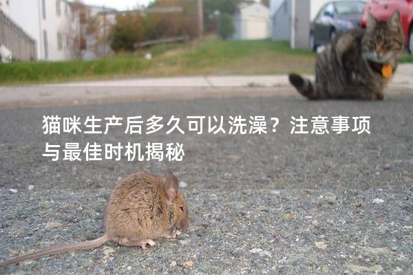 猫咪生产后多久可以洗澡？注意事项与最佳时机揭秘