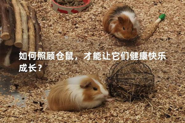 如何照顾仓鼠,才能让它们健康快乐成长? 如何照顾仓鼠,才能让它们健康快乐成长?