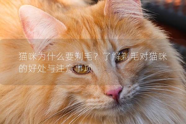 猫咪为什么要剃毛？了解剃毛对猫咪的好处与注意事项