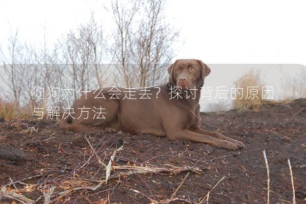 狗狗为什么会走丢？探讨背后的原因与解决方法