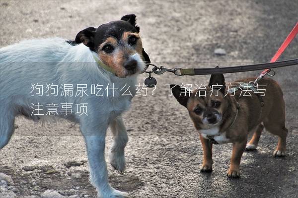 狗狗漏尿吃什么药？了解治疗方法与注意事项