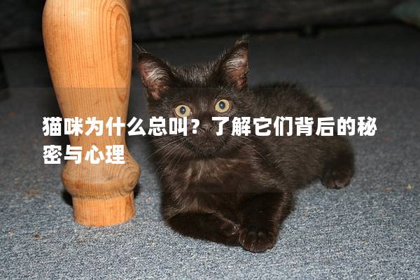 猫咪为什么总叫?了解它们背后的秘密与心理 猫咪为什么总叫?了解它们背后的秘密与心理