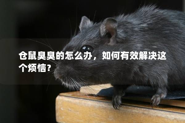 仓鼠臭臭的怎么办,如何有效解决这个烦恼? 仓鼠臭臭的怎么办,如何有效解决这个烦恼?