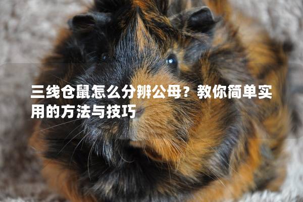 三线仓鼠怎么分辨公母？教你简单实用的方法与技巧