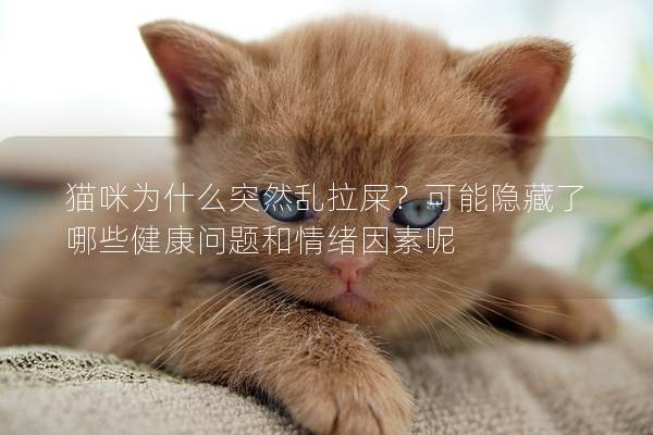 猫咪为什么突然乱拉屎？可能隐藏了哪些健康问题和情绪因素呢
