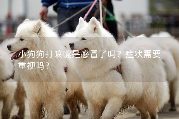小狗狗打喷嚏是感冒了吗?症状需要重视吗? 小狗狗打喷嚏是感冒了吗?症状需要重视吗?
