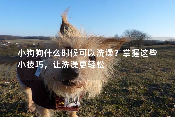 小狗狗什么时候可以洗澡？掌握这些小技巧，让洗澡更轻松