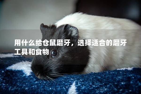 用什么给仓鼠磨牙，选择适合的磨牙工具和食物
