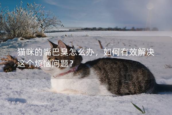 猫咪的嘴巴臭怎么办，如何有效解决这个烦恼问题？