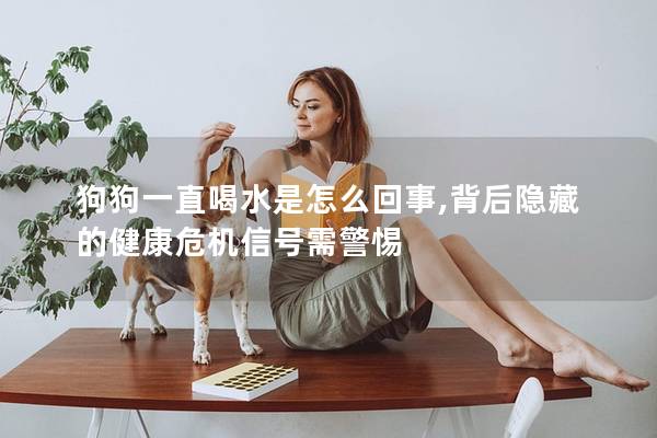 狗狗一直喝水是怎么回事,背后隐藏的健康危机信号需警惕