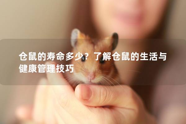 仓鼠的寿命多少？了解仓鼠的生活与健康管理技巧