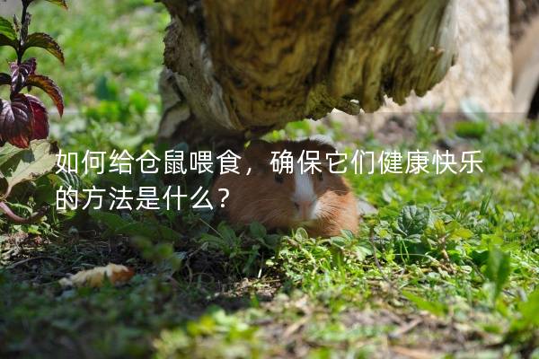 如何给仓鼠喂食，确保它们健康快乐的方法是什么？