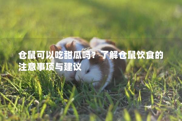 仓鼠可以吃甜瓜吗？了解仓鼠饮食的注意事项与建议