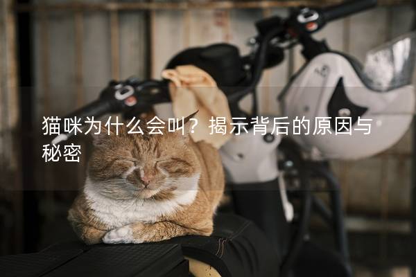 猫咪为什么会叫？揭示背后的原因与秘密