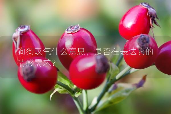 狗狗叹气什么意思，是否在表达它的情感需求？