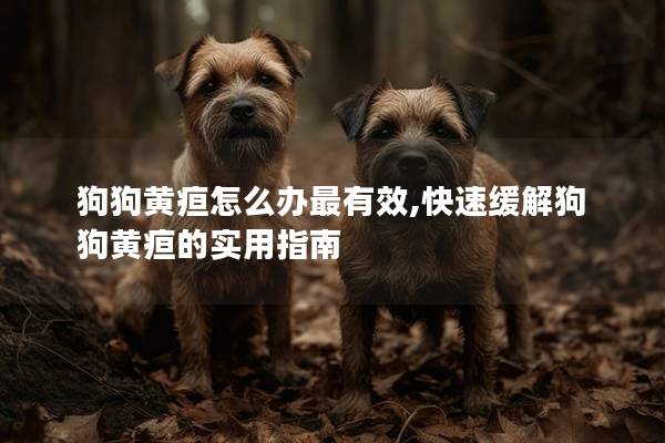 狗狗黄疸怎么办最有效,快速缓解狗狗黄疸的实用指南