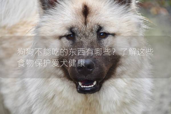 狗狗不能吃的东西有哪些？了解这些食物保护爱犬健康