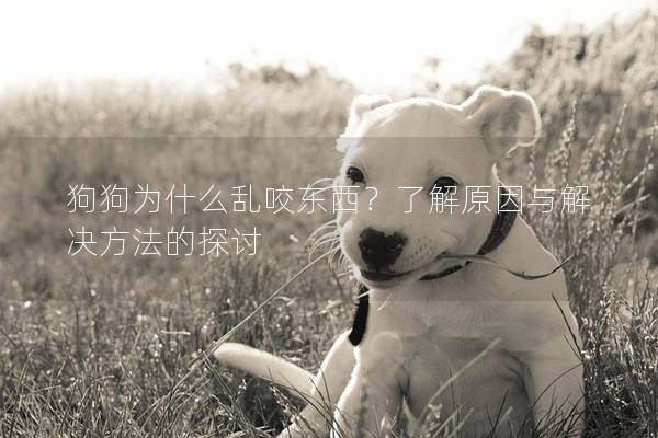 狗狗为什么乱咬东西？了解原因与解决方法的探讨