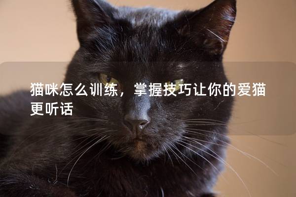 猫咪怎么训练，掌握技巧让你的爱猫更听话