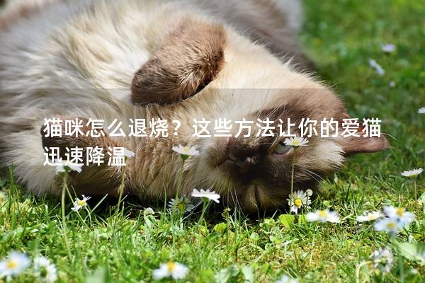 猫咪怎么退烧？这些方法让你的爱猫迅速降温