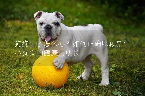 狗狗生了怎么办？如何正确照顾新生小狗狗的健康与成长