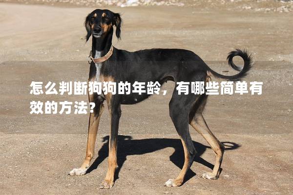 怎么判断狗狗的年龄，有哪些简单有效的方法？