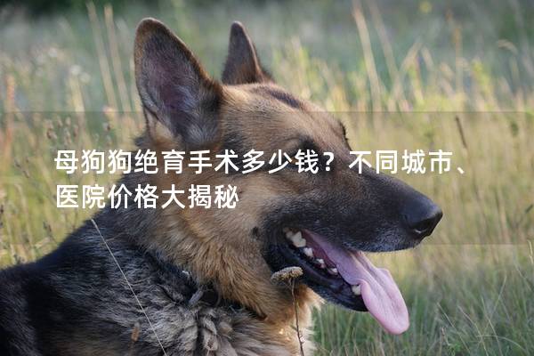 母狗狗绝育手术多少钱？不同城市、医院价格大揭秘