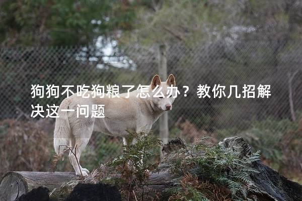 狗狗不吃狗粮了怎么办？教你几招解决这一问题