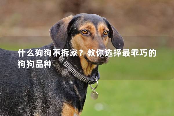 什么狗狗不拆家?教你选择最乖巧的狗狗品种 什么狗狗不拆家?教你选择最乖巧的狗狗品种
