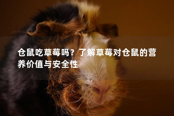 仓鼠吃草莓吗？了解草莓对仓鼠的营养价值与安全性