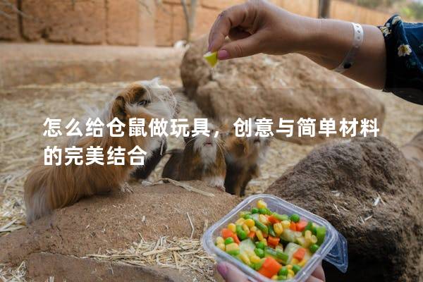 怎么给仓鼠做玩具，创意与简单材料的完美结合